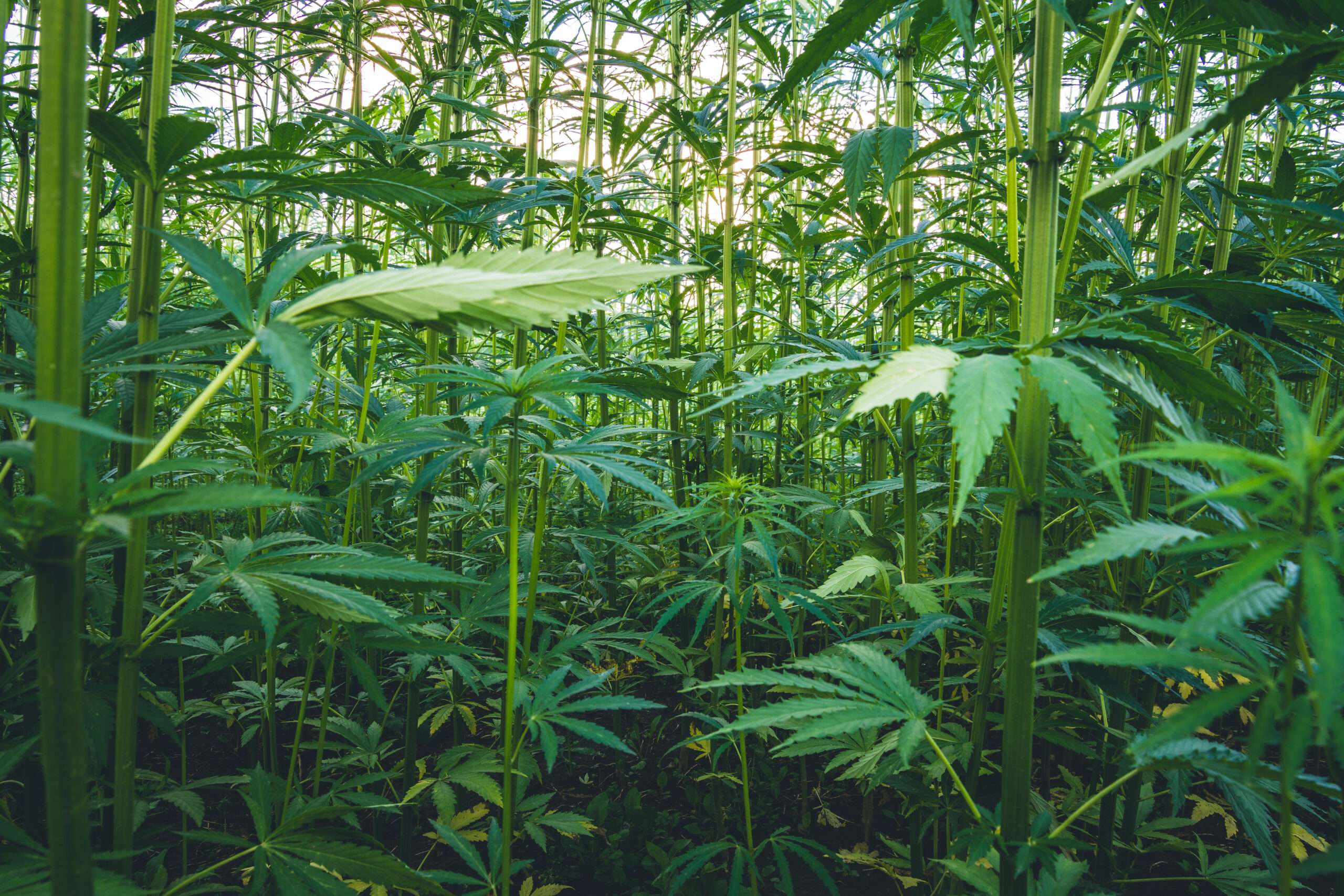 Bill Regulating Delta-8 THC Passes House, Hemp Industry Welcomes New Oversight