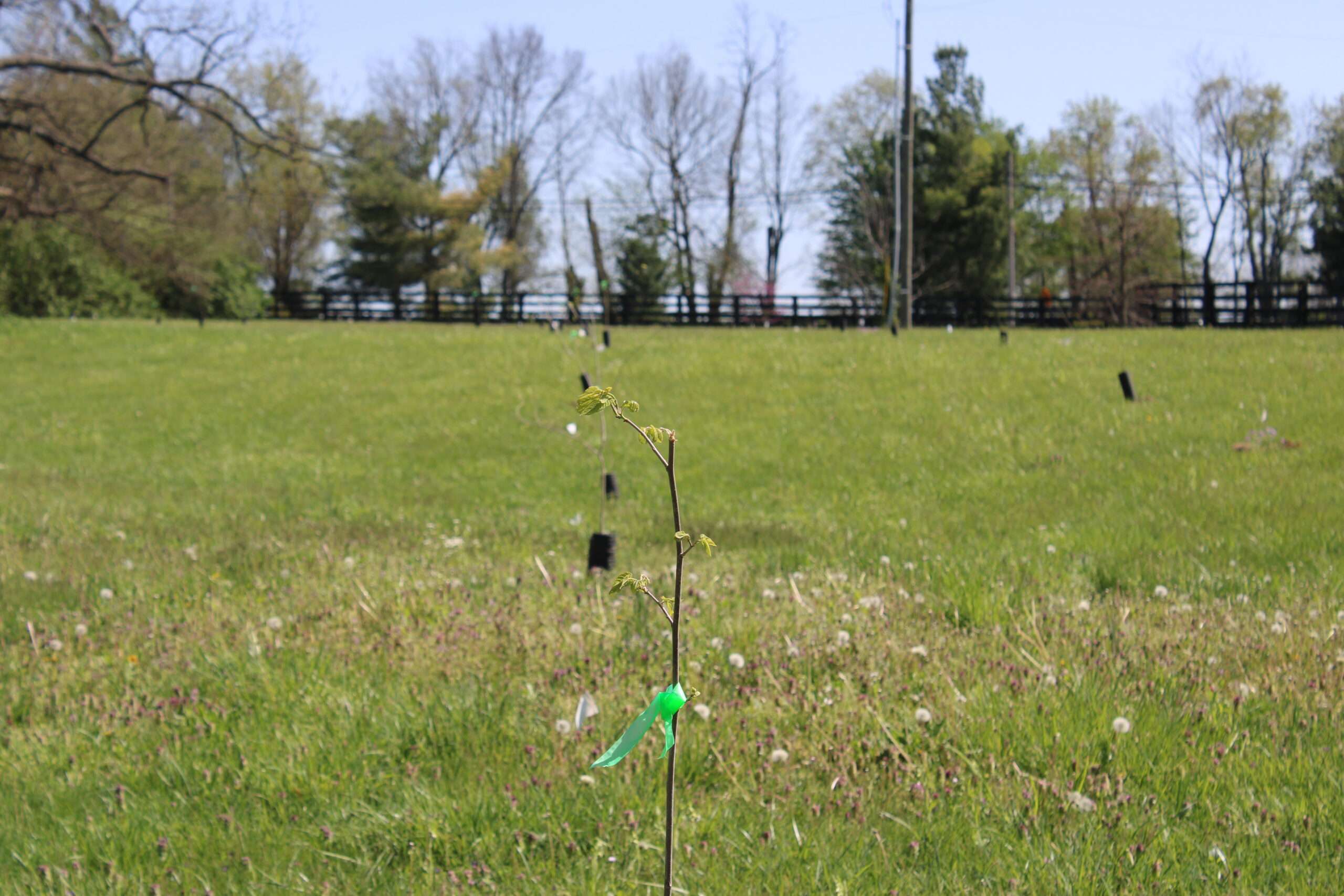 Donation of 48 red mulberry trees sparks hope for species preservation at Lexington's Hisle Farm Park