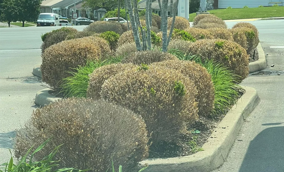 Boxwood Blight: Lexington’s Iconic Shrubs Face Devastating Toll. Try These Native Plants Instead