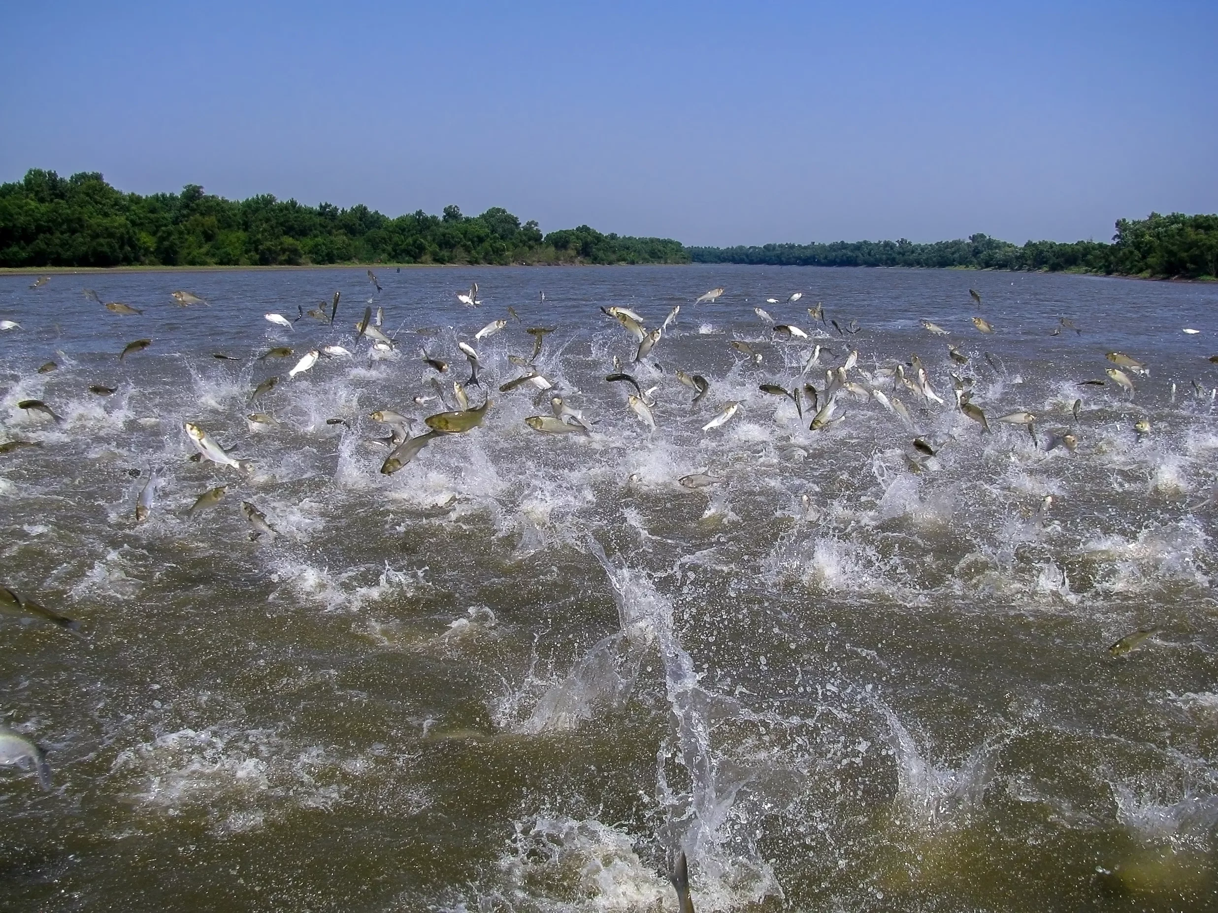 Committee learns more about invasive carp in Kentucky