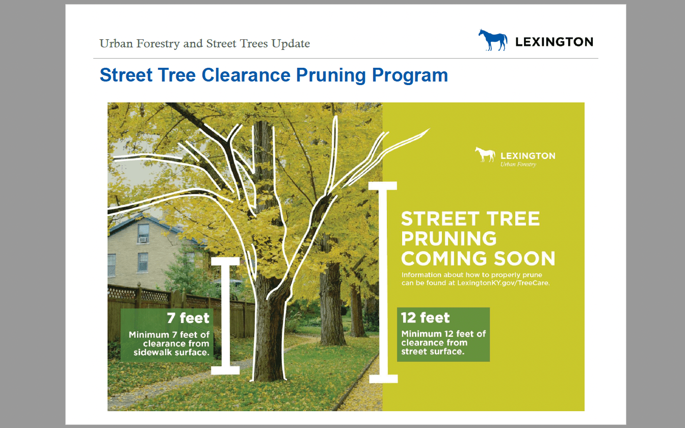 Committee to hear urban forestry, street tree update Tuesday