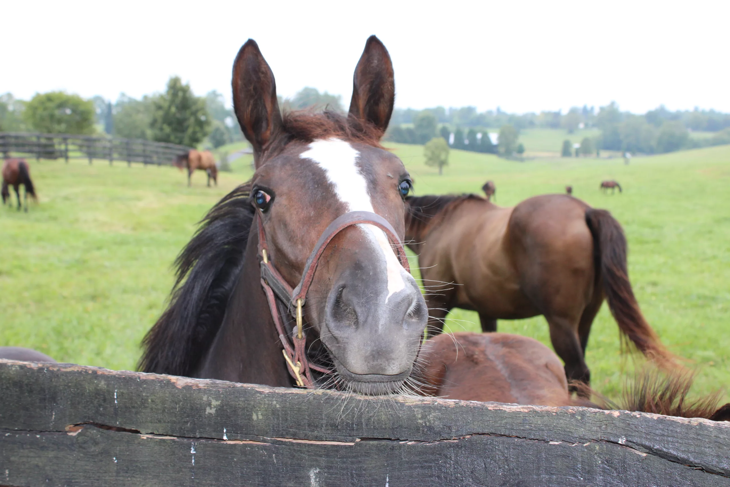 Congressional Animal Protection Caucus applauds steps to combat racehorse deaths