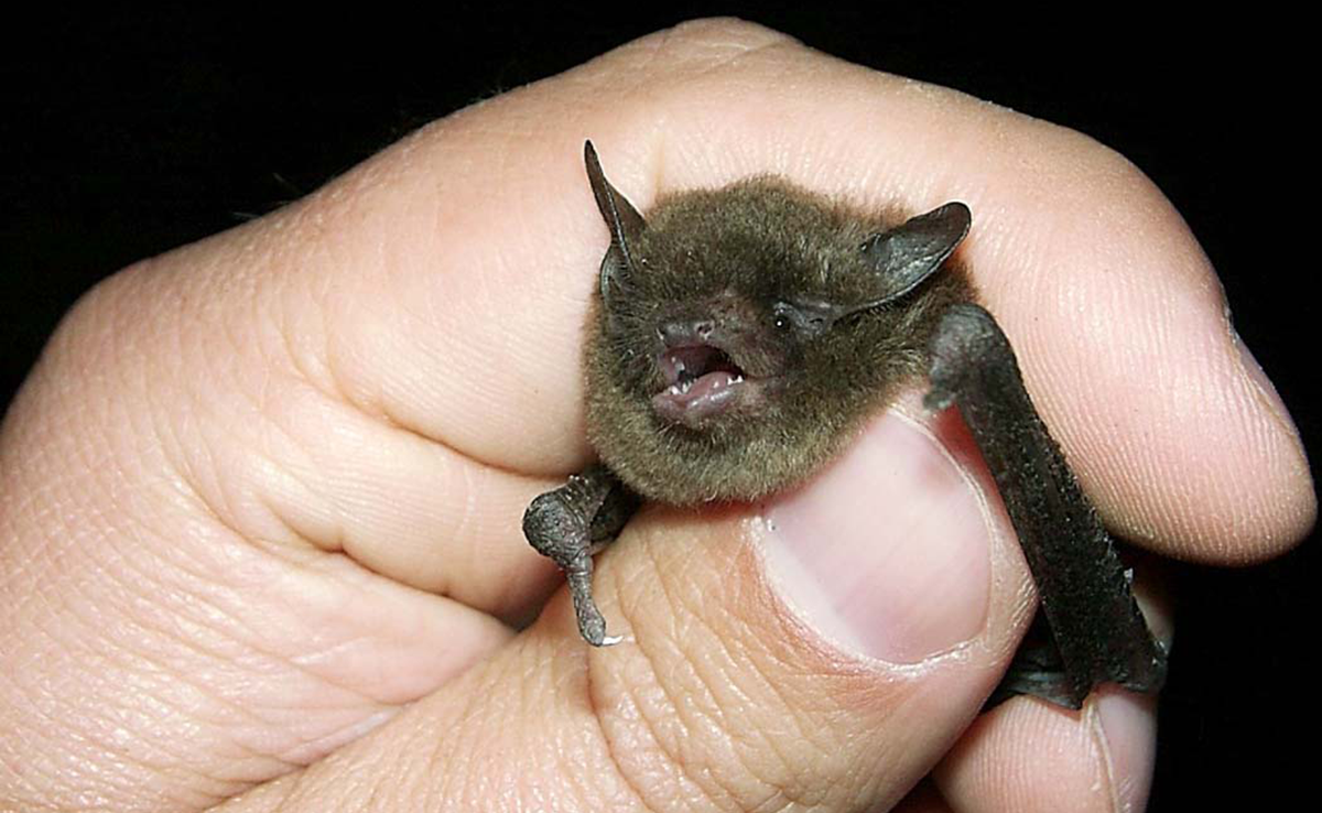 Lexington "Business Park" would impact forested habitat of endangered bat species