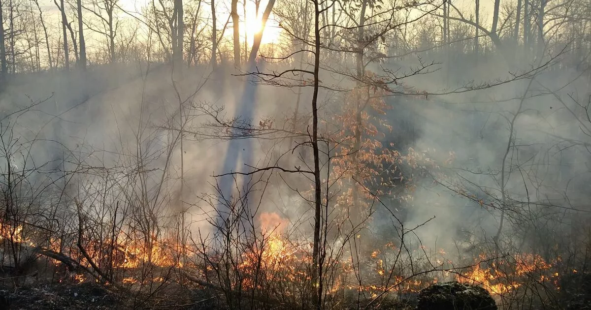 Daniel Boone National Forest plans regular prescribed burns