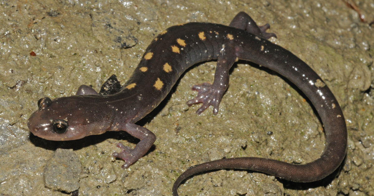 Local, regional biologists discuss federal protections for rare Appalachan salamander