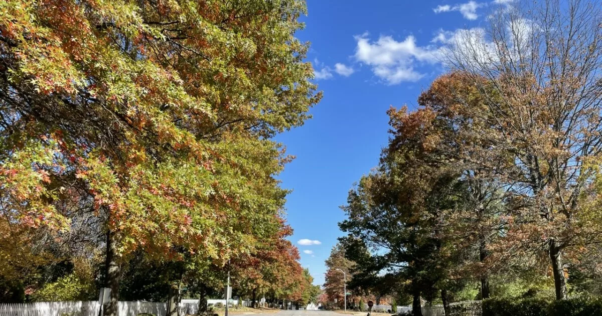 Grant money to support urban forests, greenspaces in Kentucky’s underserved communities