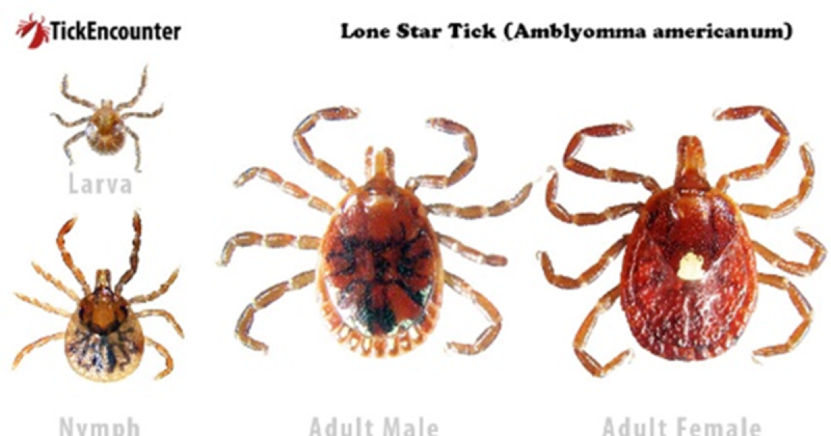 University of Kentucky study identifies three ticks most likely to cause illness in humans