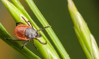UK wants your ticks: dead, dry and properly packaged