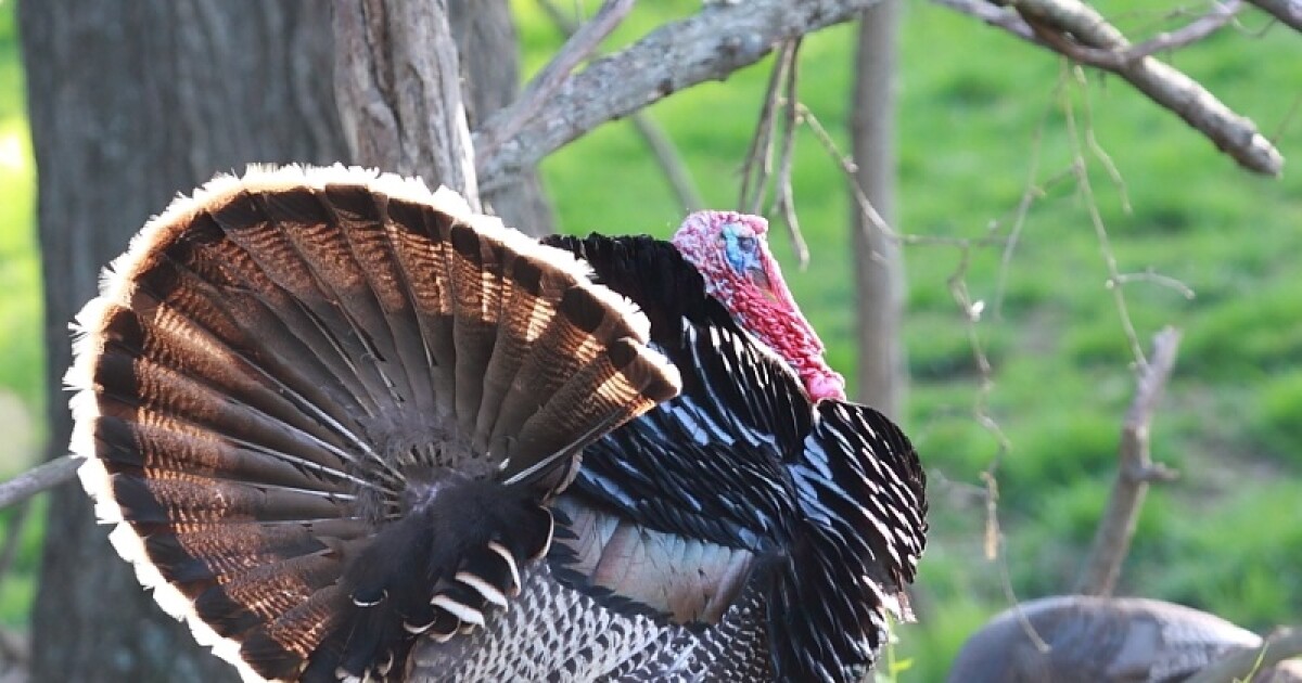 Kentucky Department of Fish and Wildlife Resources looking for reports on wild turkey sightings