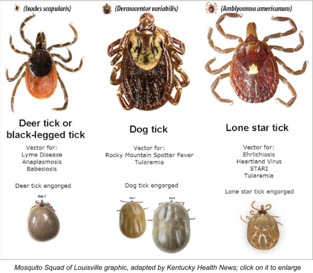 Warmer weather means ticks are active and looking to suck your blood; they can make you sick; here’s how to deal with them
