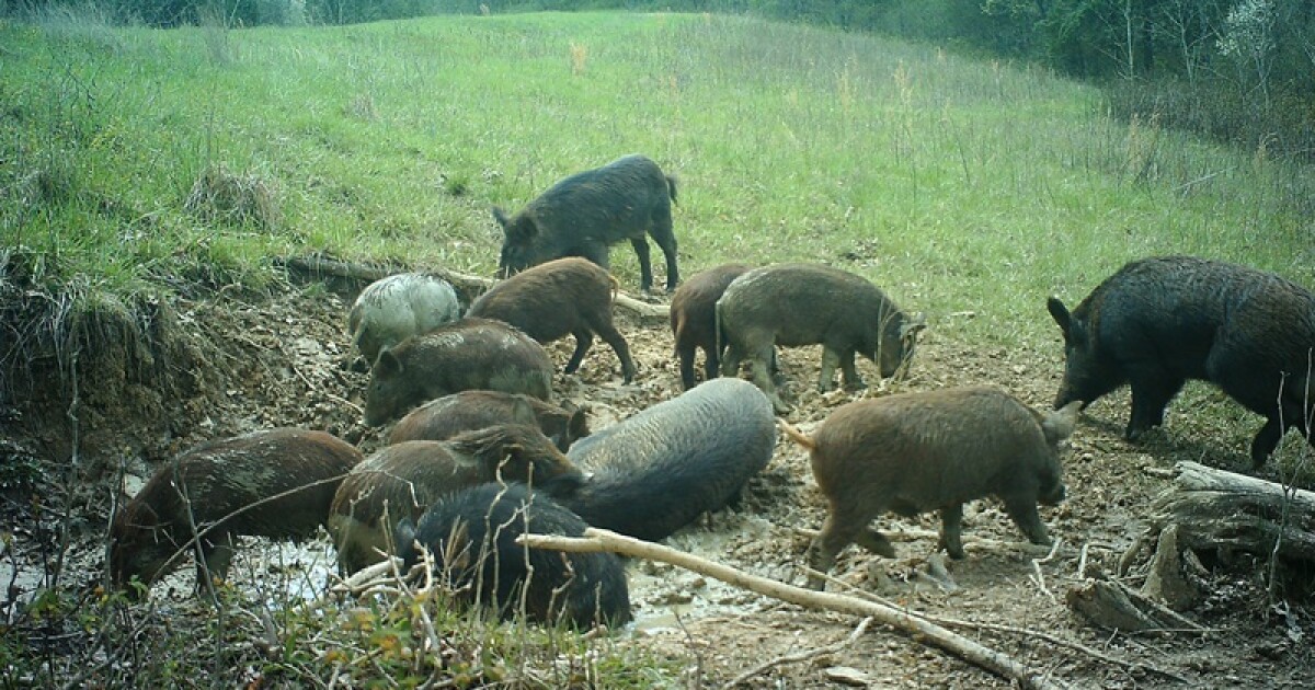 Kentucky Fish and Wildlife Resources: Report, don't shoot wild pigs