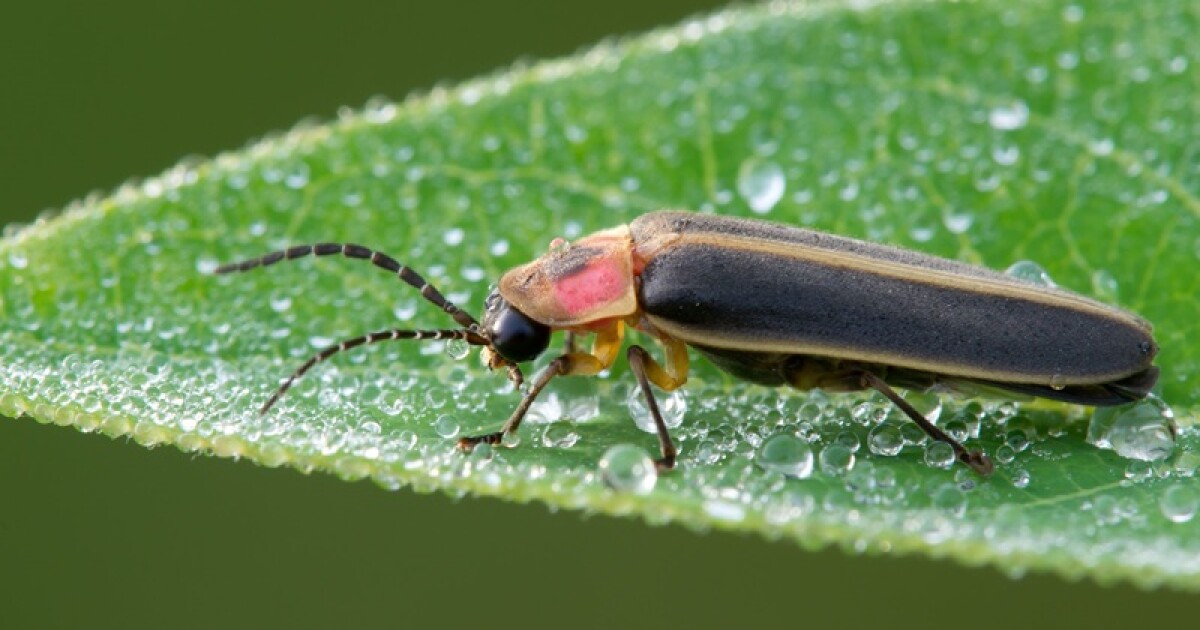 University of Kentucky researcher: climate change a threat to fireflies