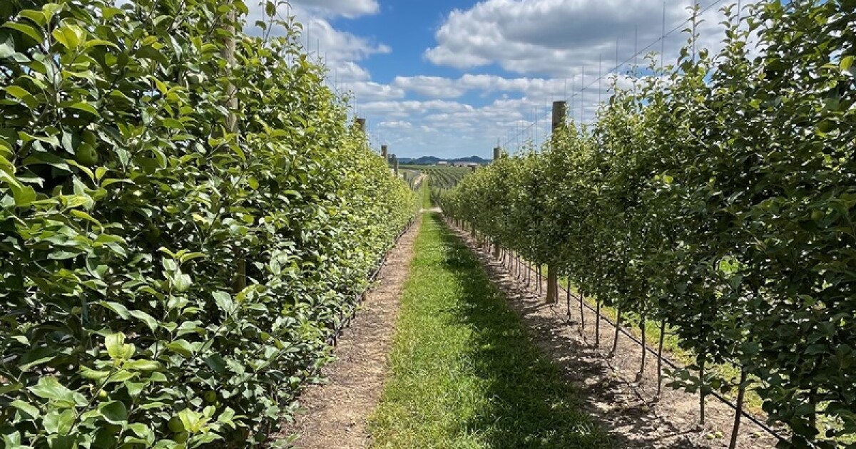 Eastern Kentucky apple orchard business receives $3.5 million state ag development loan