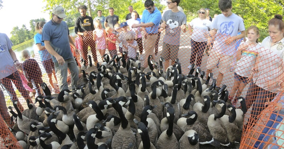 Annual Canadian geese-banding begins Thursday at Kentucky Fish and Wildlife Resources headquarters