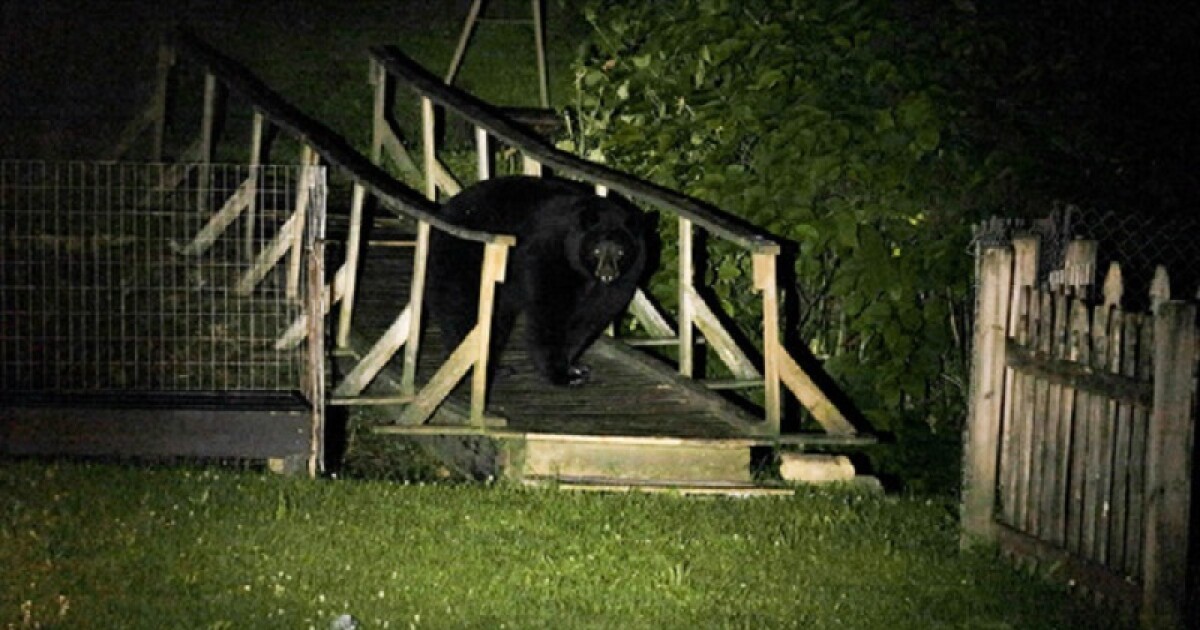 Kentucky Fish and Wildlife offers suggestions to up residents' bear IQ