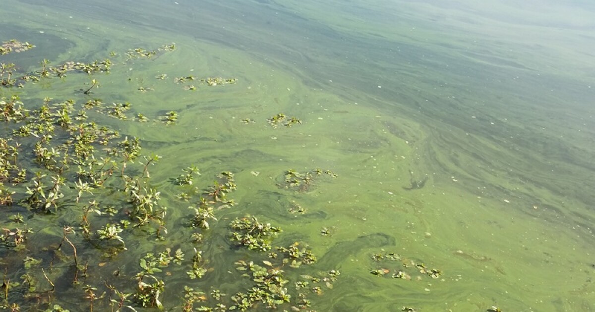 Multiple Kentucky state agencies involved in issuing swimming advisories; harmful algal blooms a focus