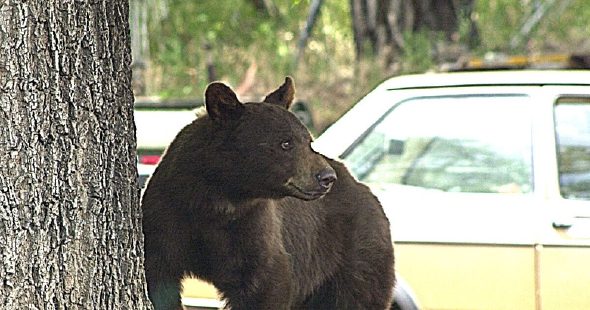 Black bear sightings in central Kentucky becoming more frequent