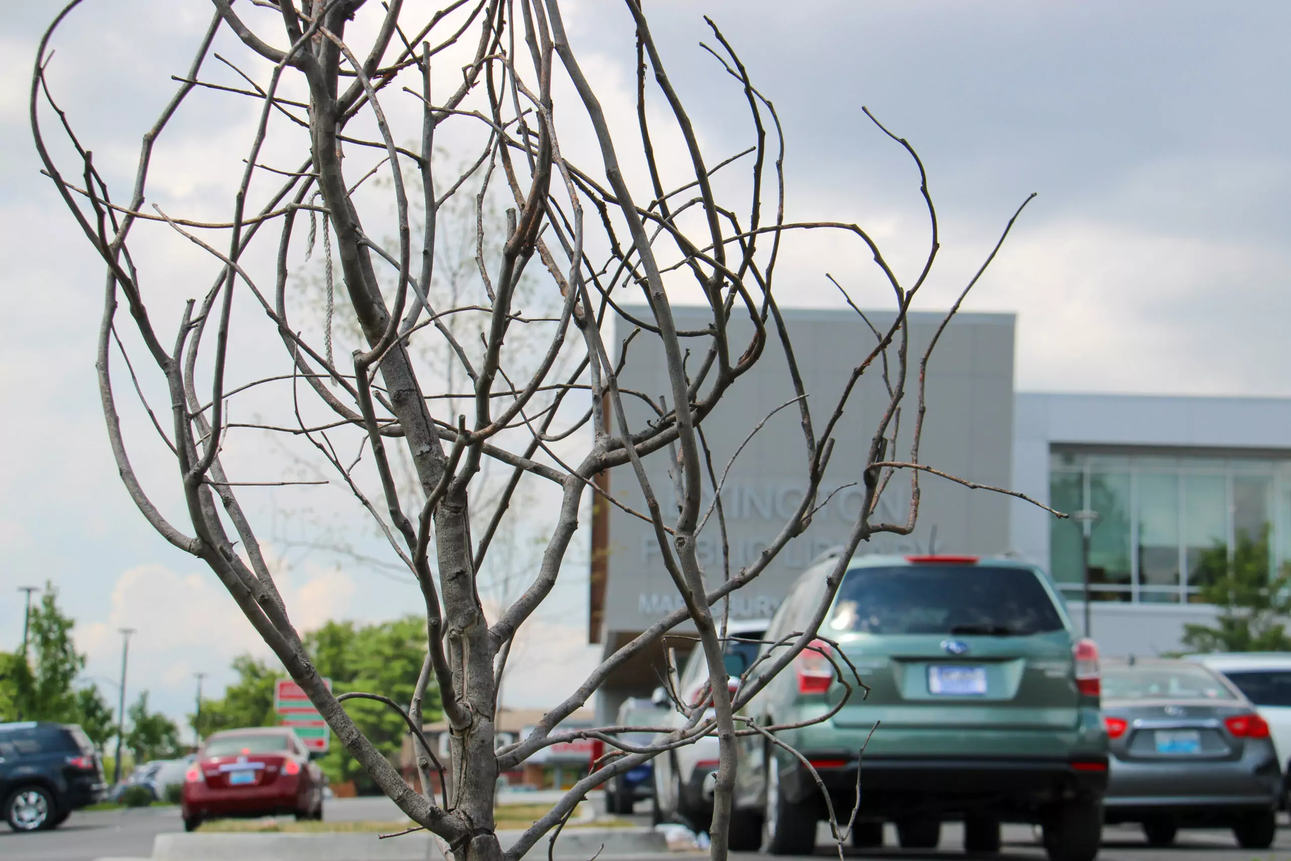 City of Lexington Faces Criticism Over Neglected Tree Maintenance on Versailles Road