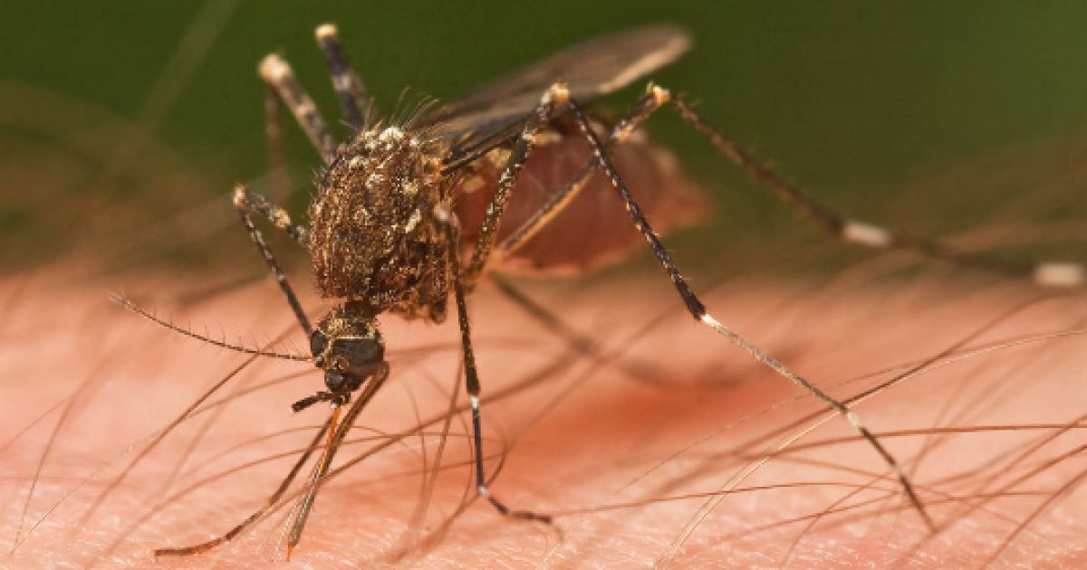 Lexington to spray for mosquitos across the city amid reported increase