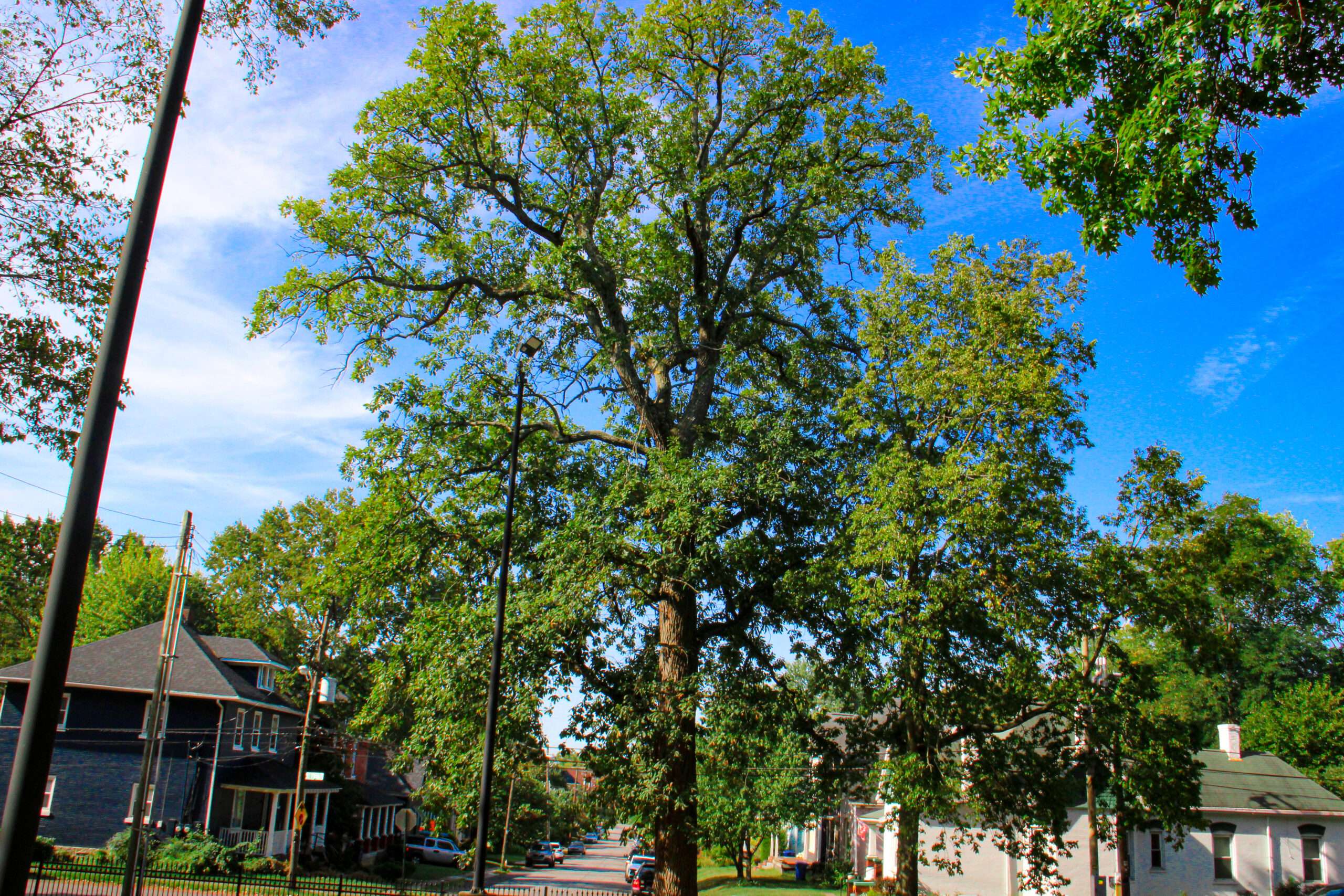 Trees Lexington Receives $250,000 Grant for Tree Canopy Enhancement and Educational Programs at Fayette County Public Schools Campuses