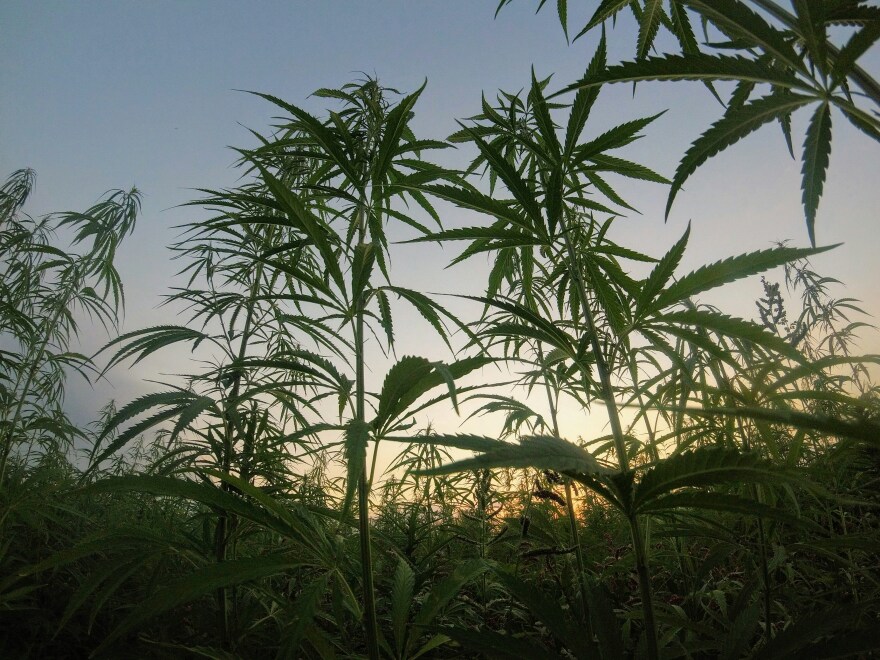 Cannabis growing in a field