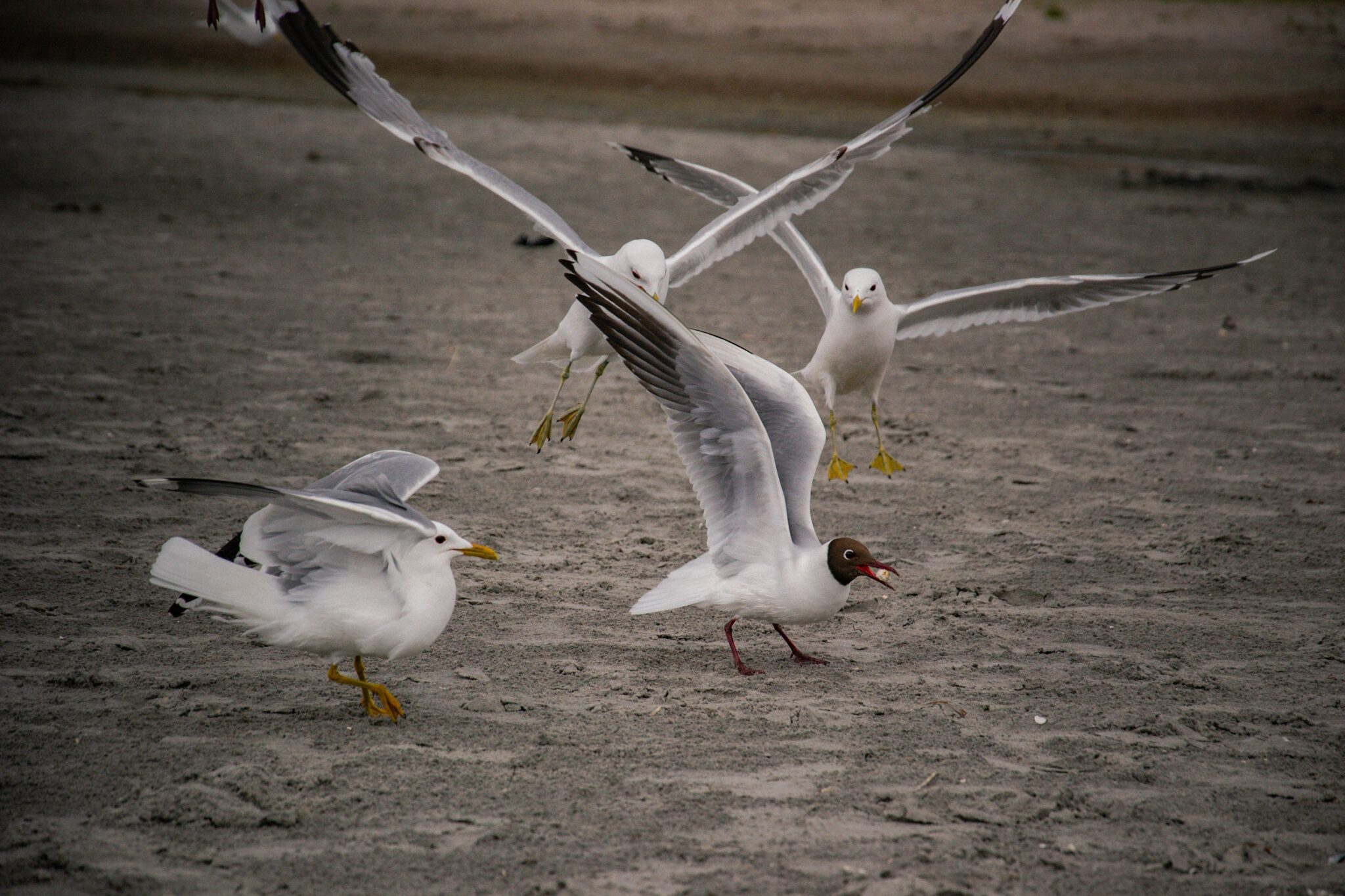 First severe case of bird flu in a human in the U.S. reported in