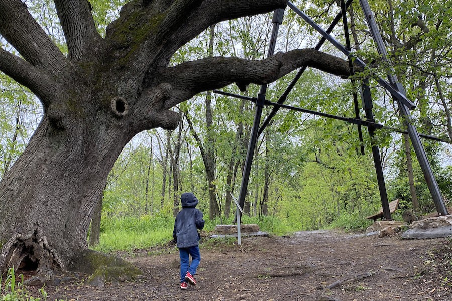 Art by Nature: Rooted in Time open for submissions