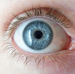 Rare eye cancer may only be detected during routine eye exam, especially important for light-eyed people over 60