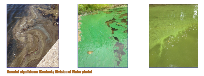Harmful algal bloom confirmed on Herrington Lake, people urged to limit exposure where it’s present