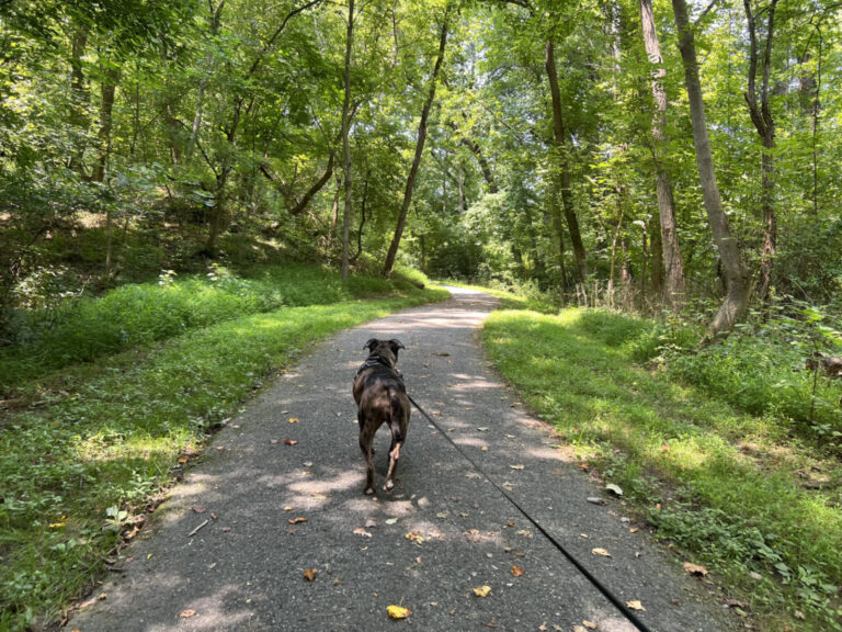 A brindle dog on a black
