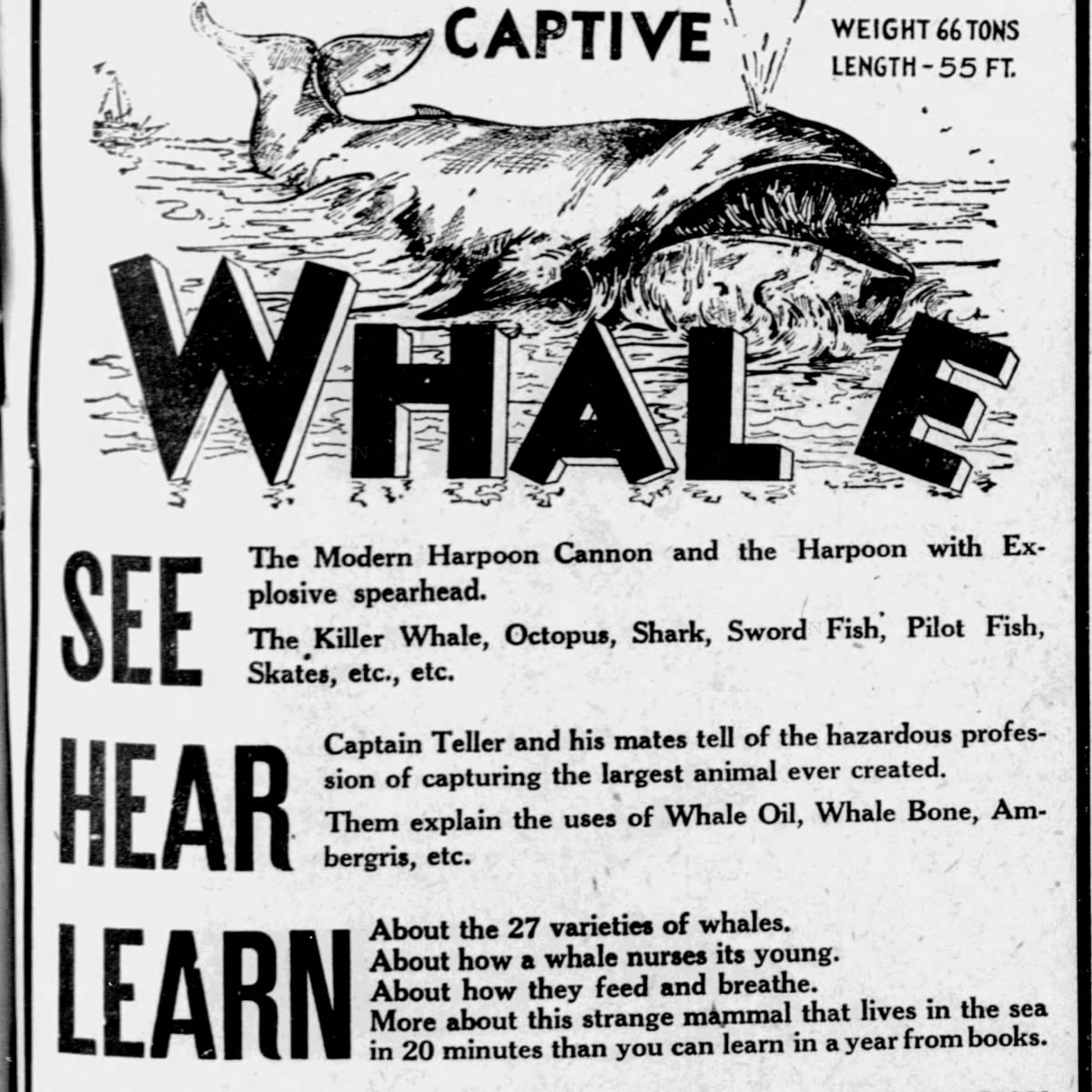 1930 display ad: Captive Whale, weight 66 tons, length 55 ft — See, Hear, Learn