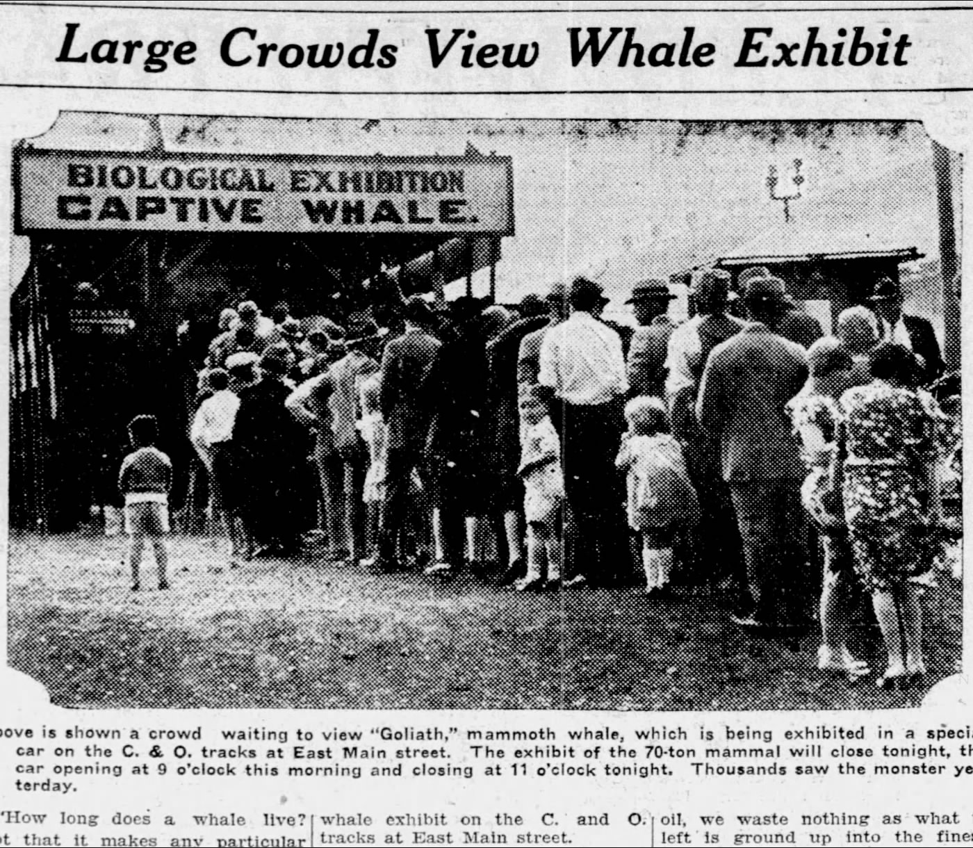1930 newspaper photo of a crowd under a banner reading Biological Exhibition Captive Whale
