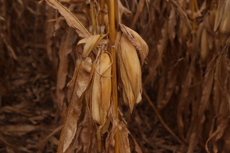 Close-up of dried,