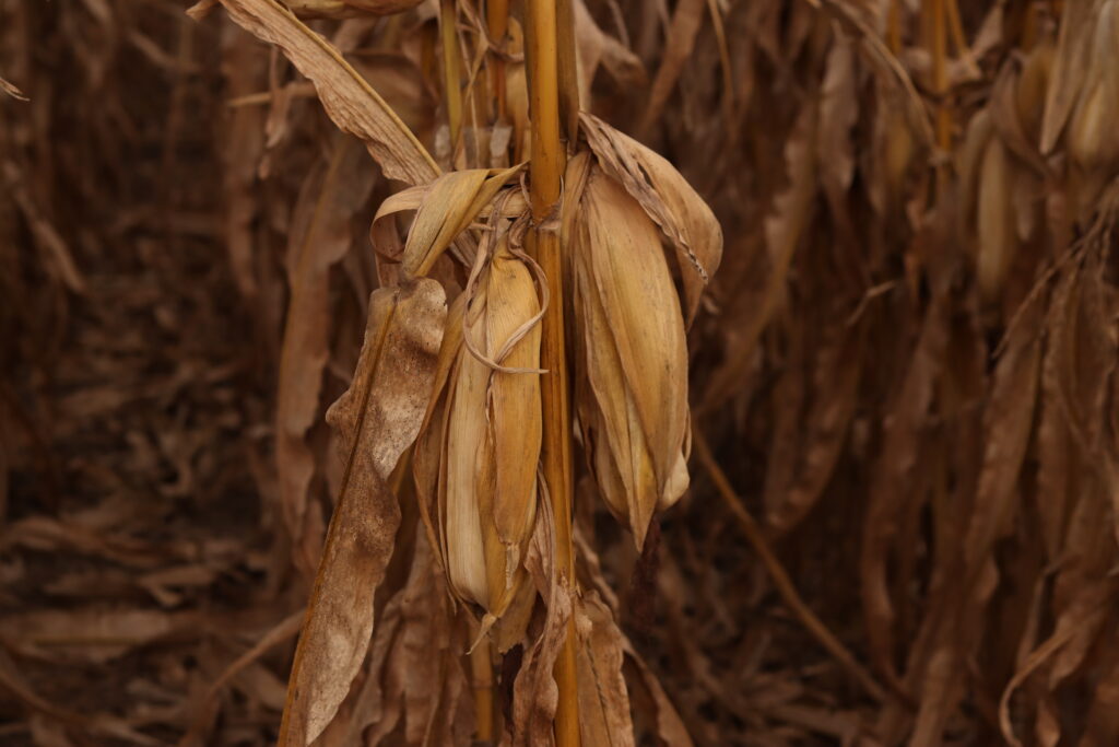 Farm bill proposal fails in US Senate ag committee over SNAP error rate issue