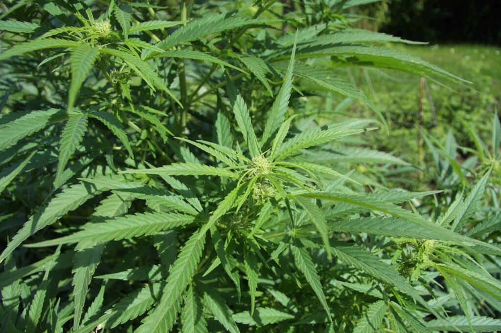 Cannabis sativa plant growing outdoors