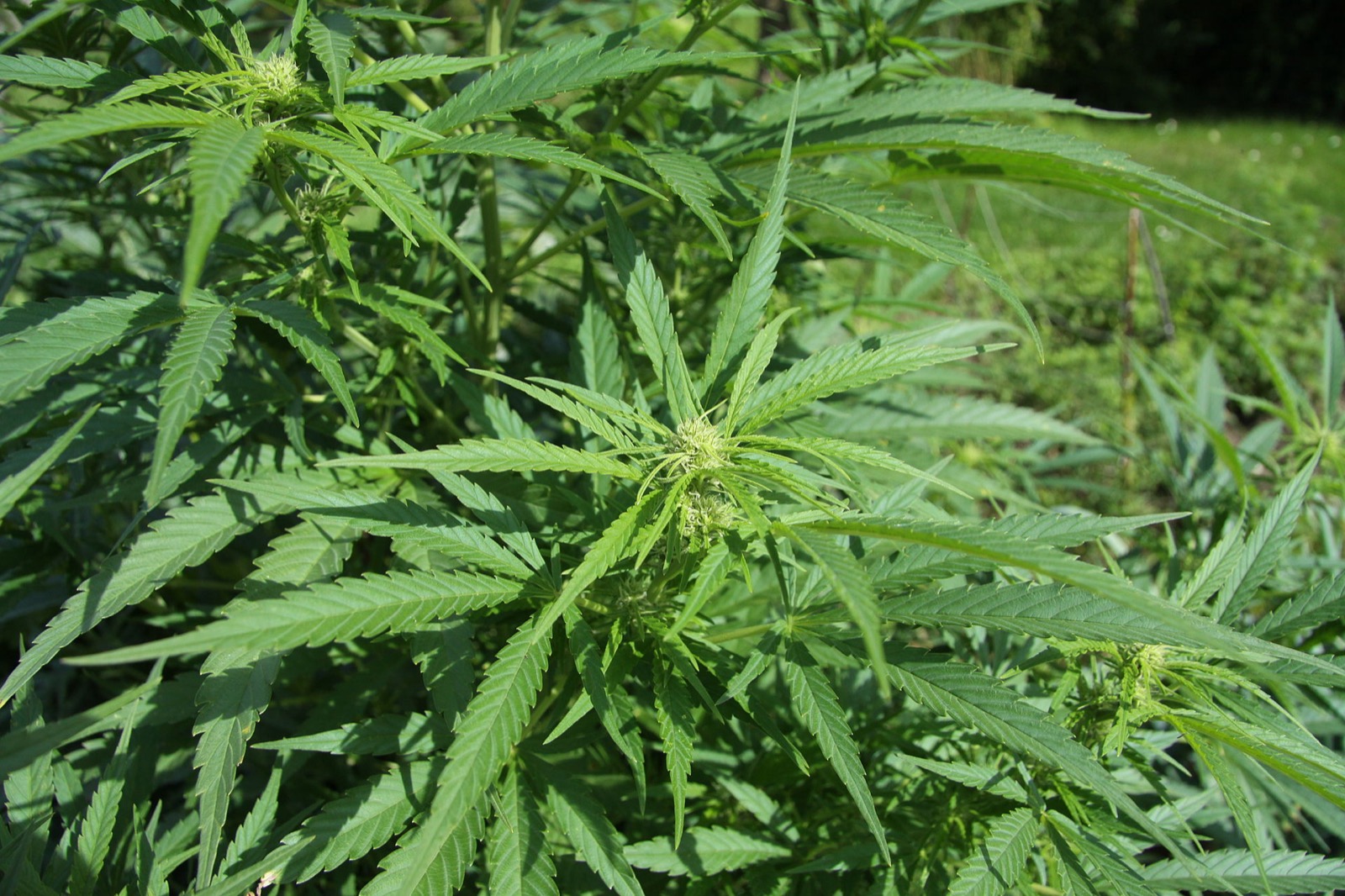 Kentucky’s medical cannabis program hits the halfway mark. Lexington’s second dispensary license, held by a Michigan chain that opened two other Kentucky stores, still hasn’t opened a door.