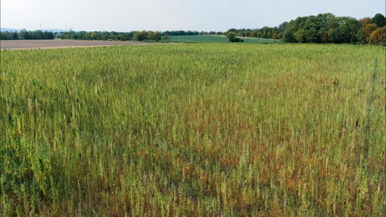 An industrial hemp field seen from above, with tree lines and farmland in the distance.